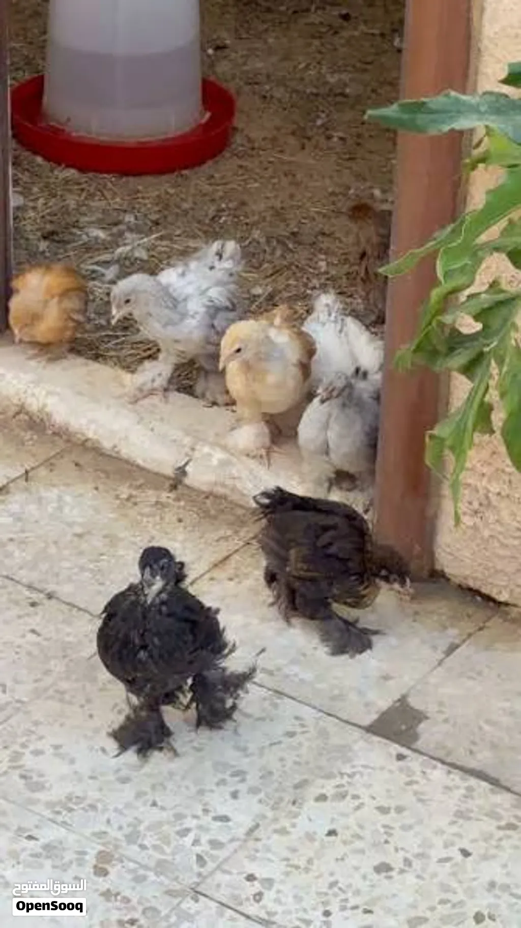 صيصان كتشينا ديك و5 دجاجات