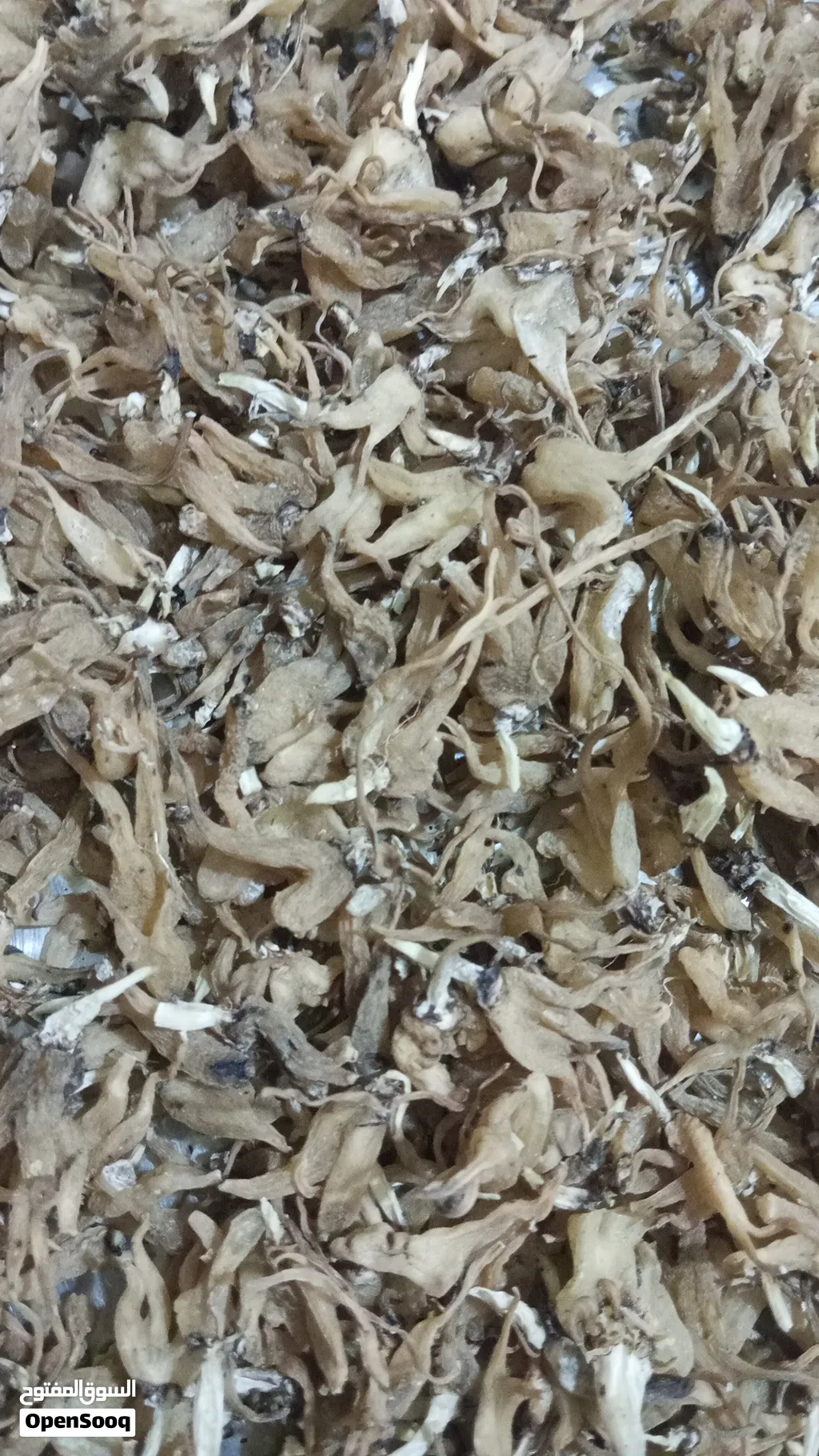 سحلب (ثعلب)