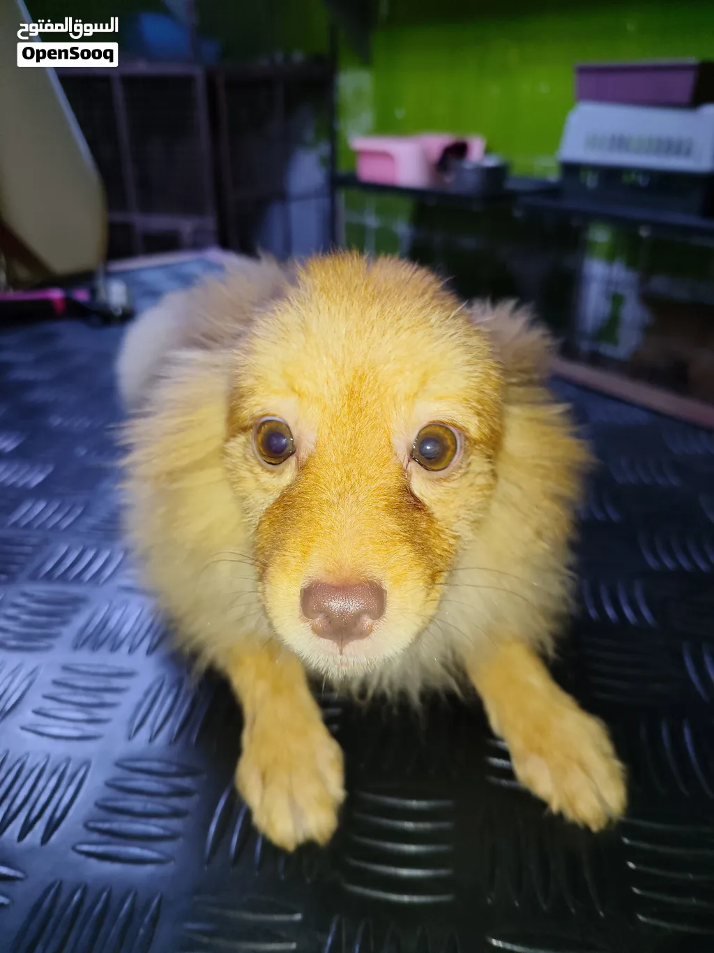 Pet Shop amerat