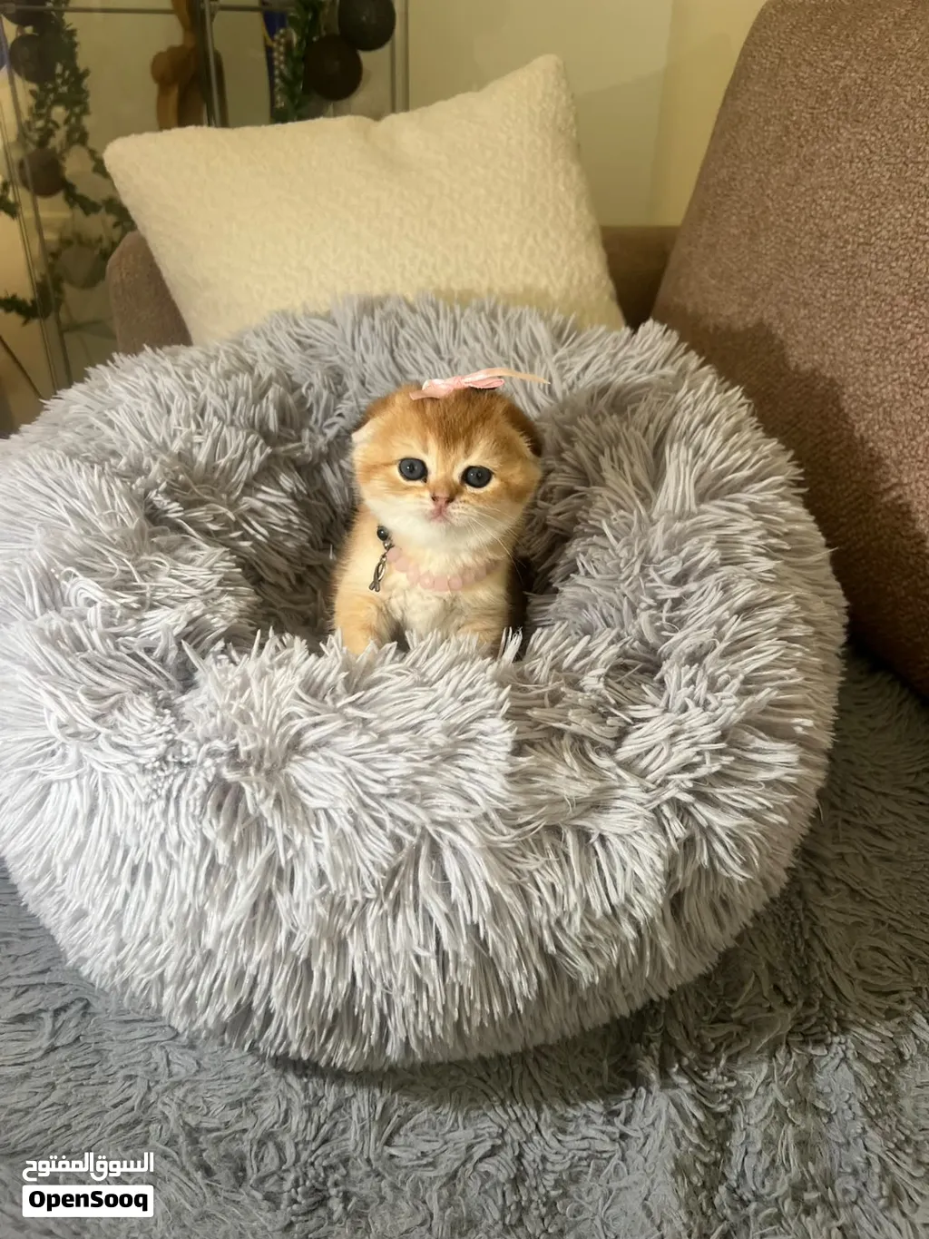 Scottish fold Chinchilla teddy bears ready to go their lovely houses قطط سكوتش فولد شانشيلا