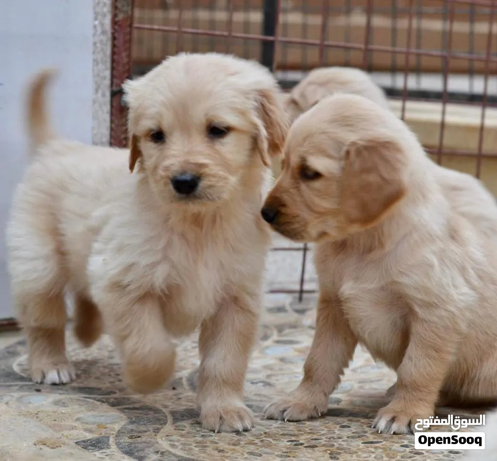 Golden retriever