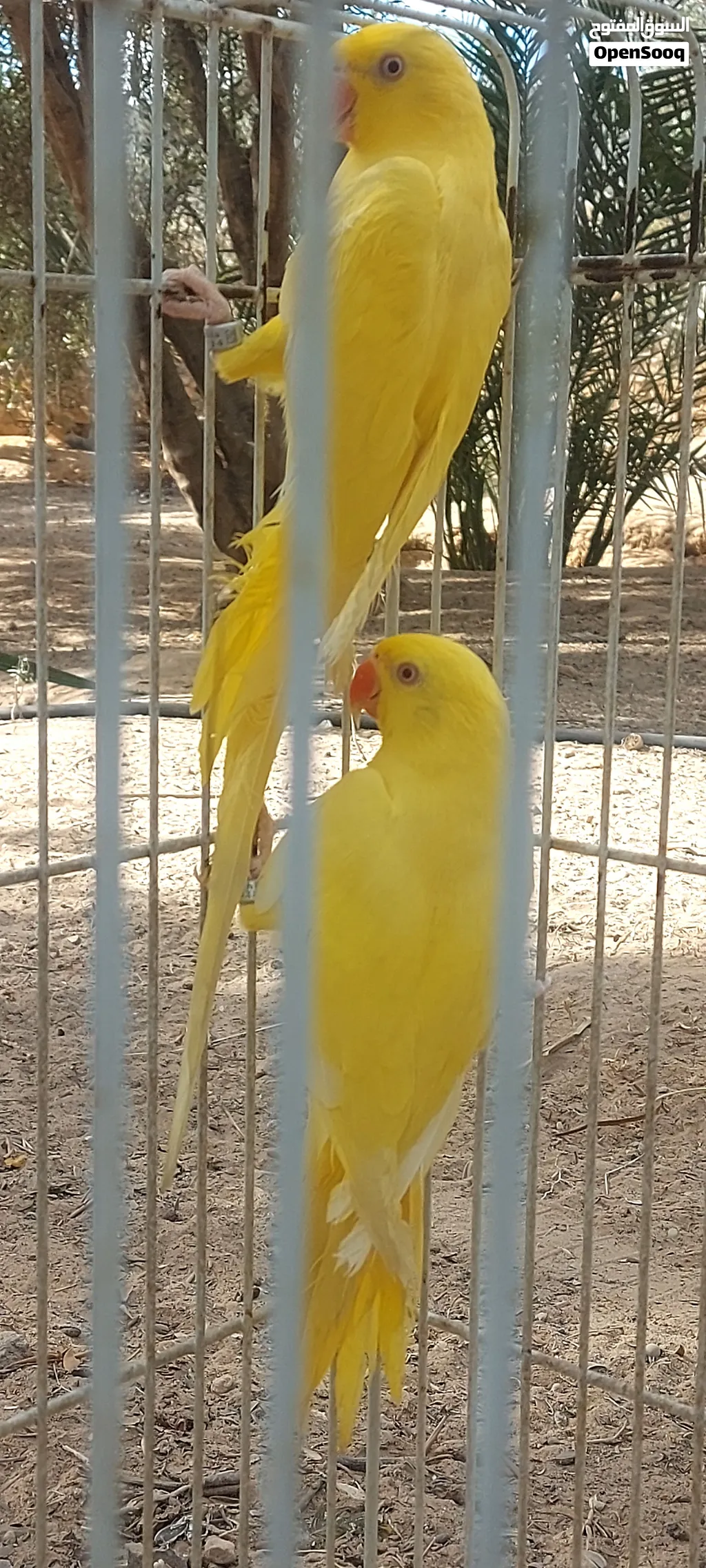 طرفين درة لاتينو
