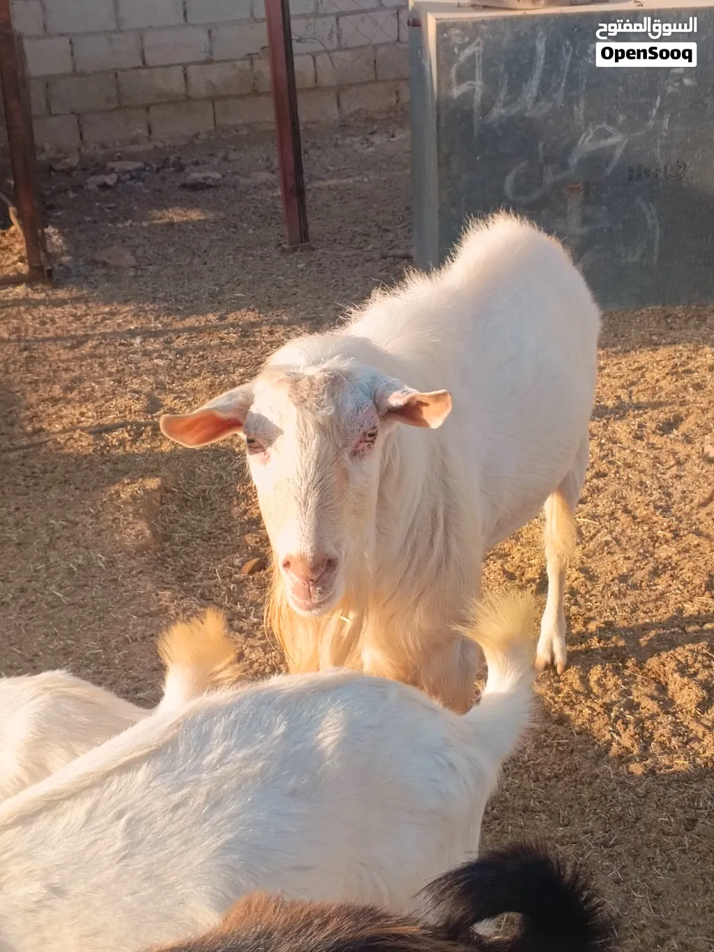فحل سانين اصلي عمر سنتان