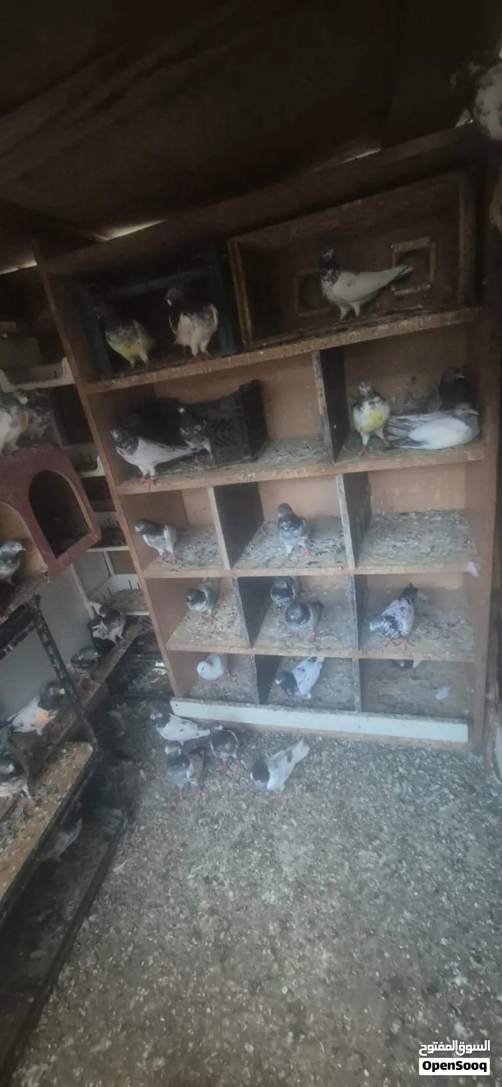 65 piece Pakistani pejion Darham location fujheria