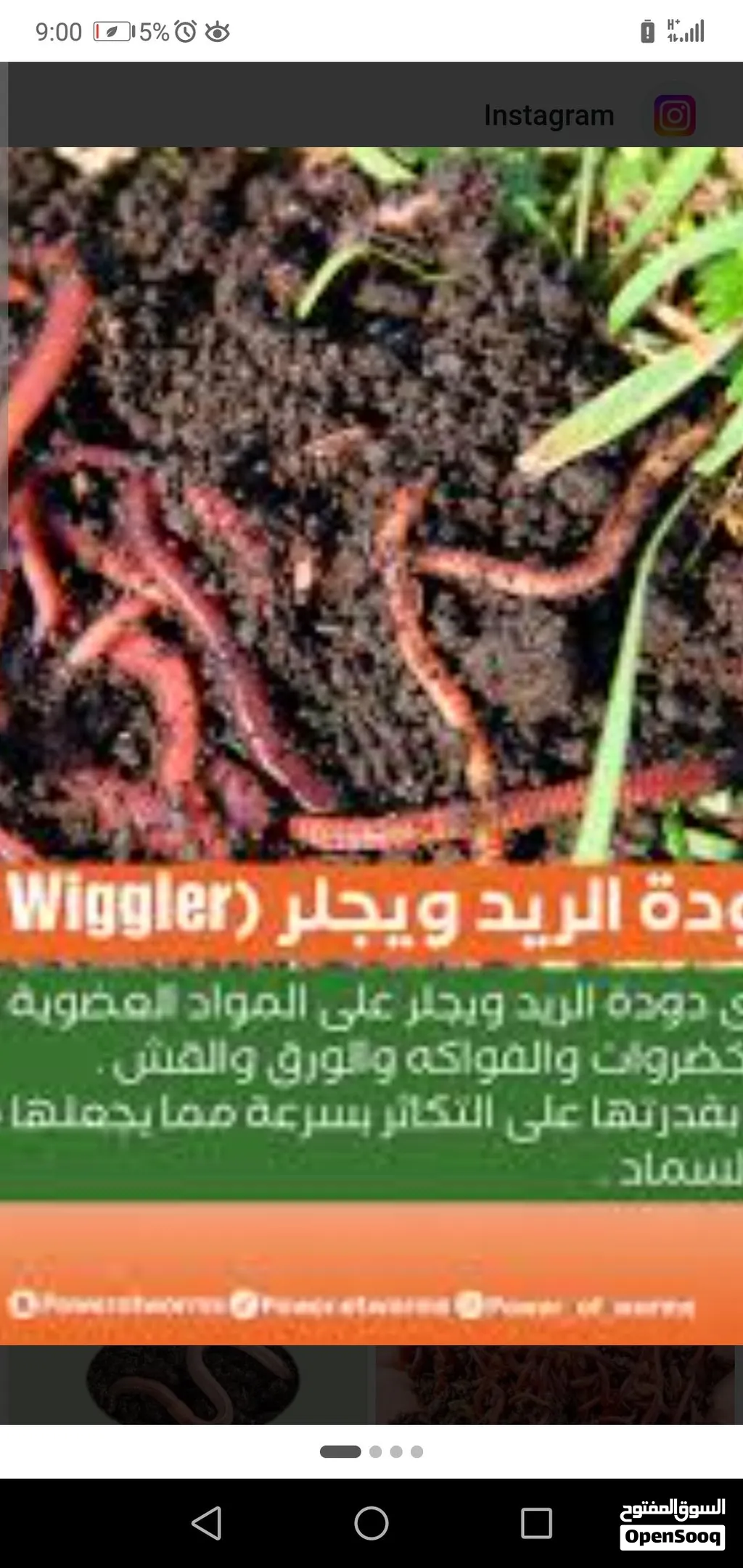 دودة سماد الكانبوست