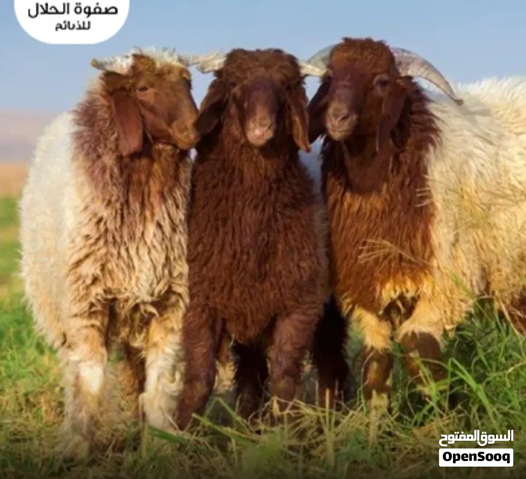 قصاب لجميع انحاء الكويت