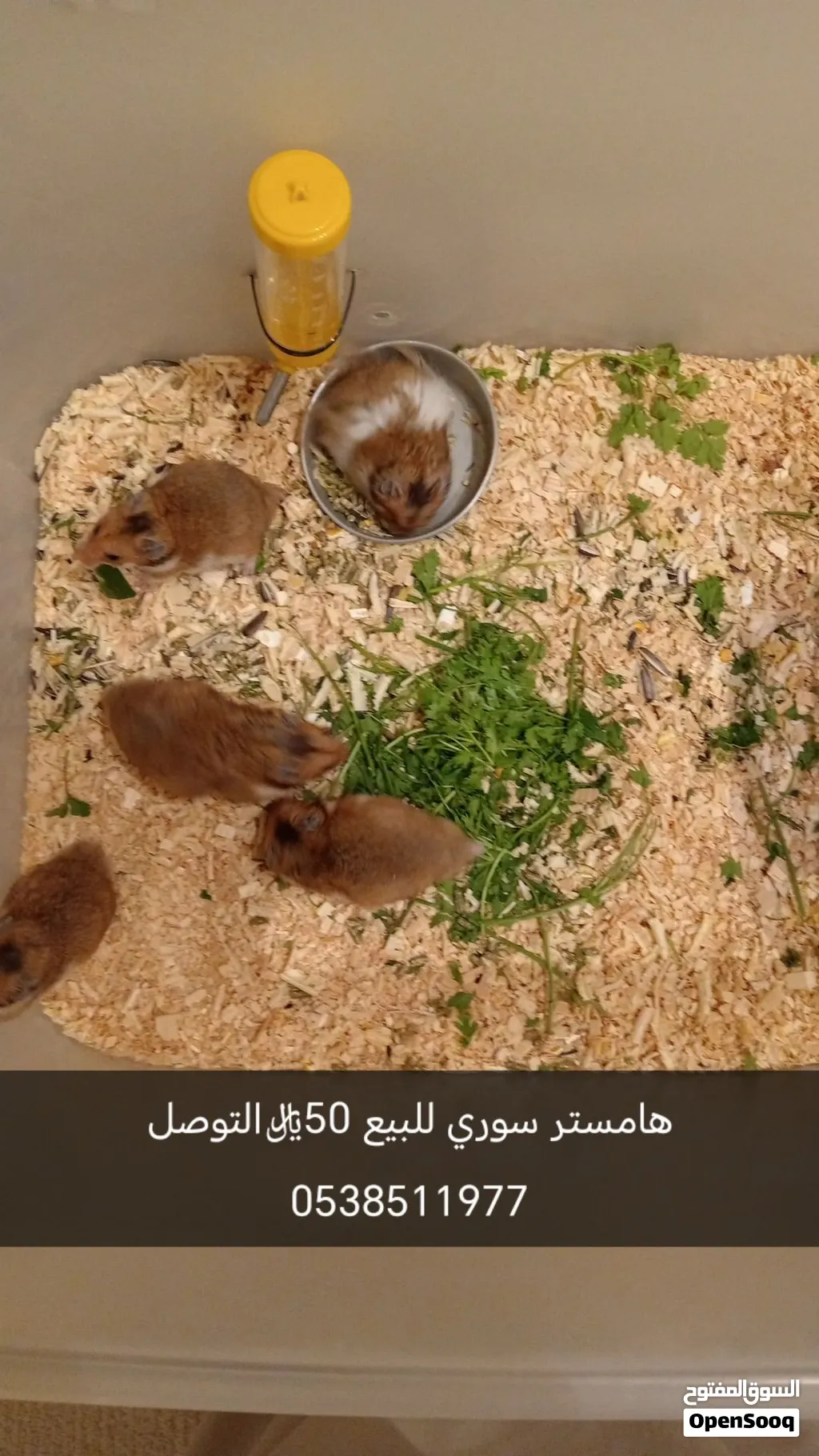 هامستر سوري للبيع