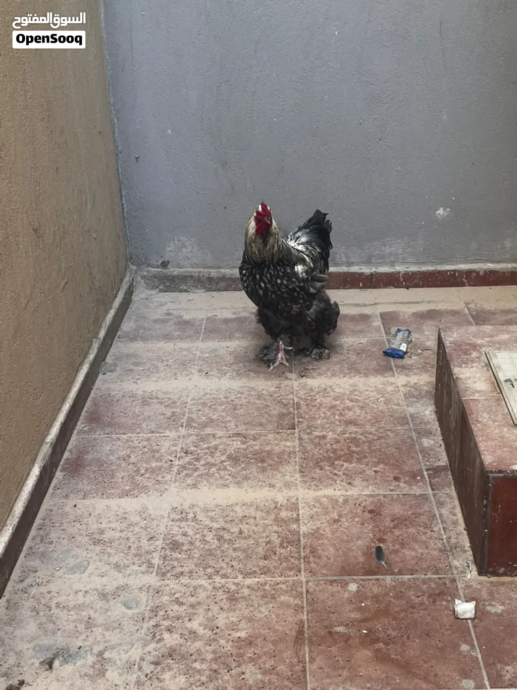 فروج براهما بصحه ممتازة بيعه بأعلى سعر
