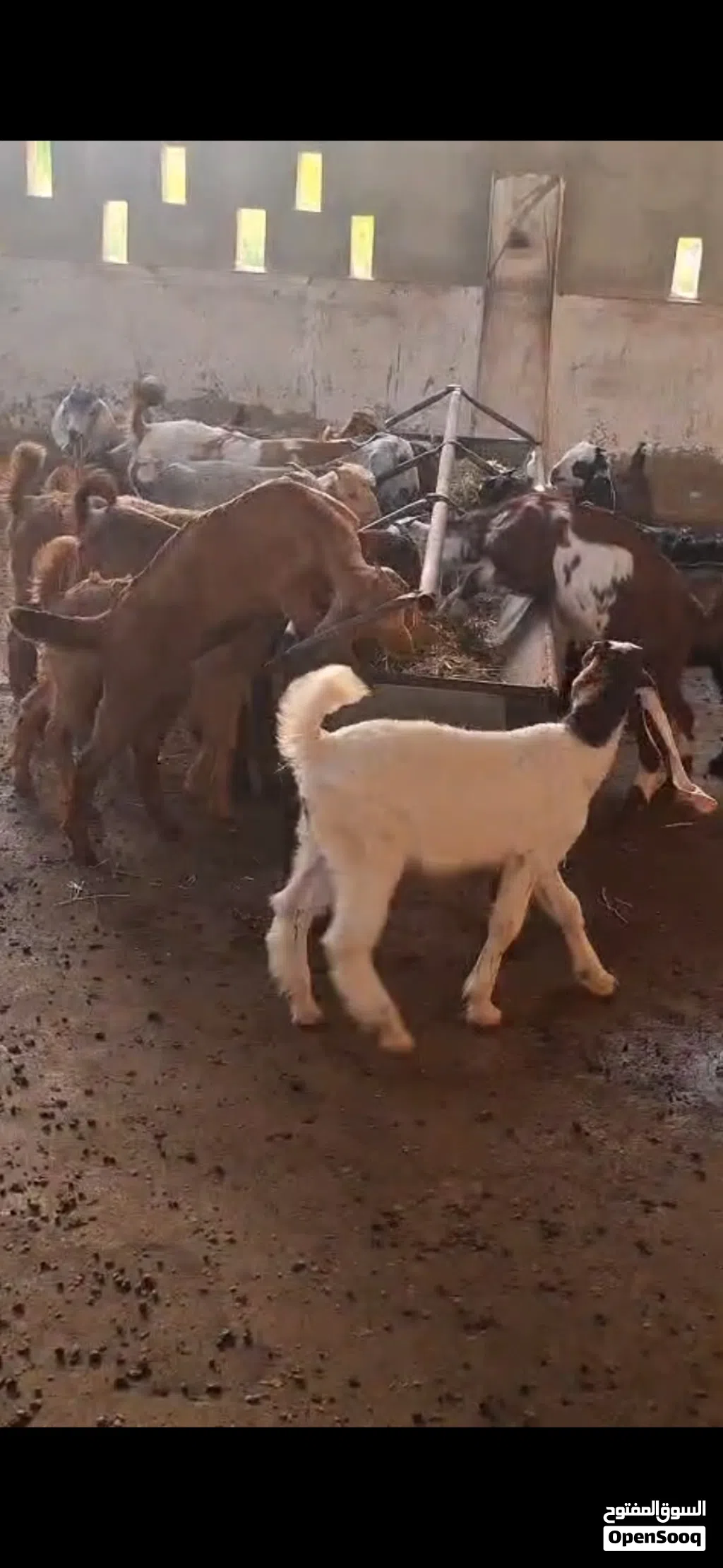 ياقوته ابوظبي