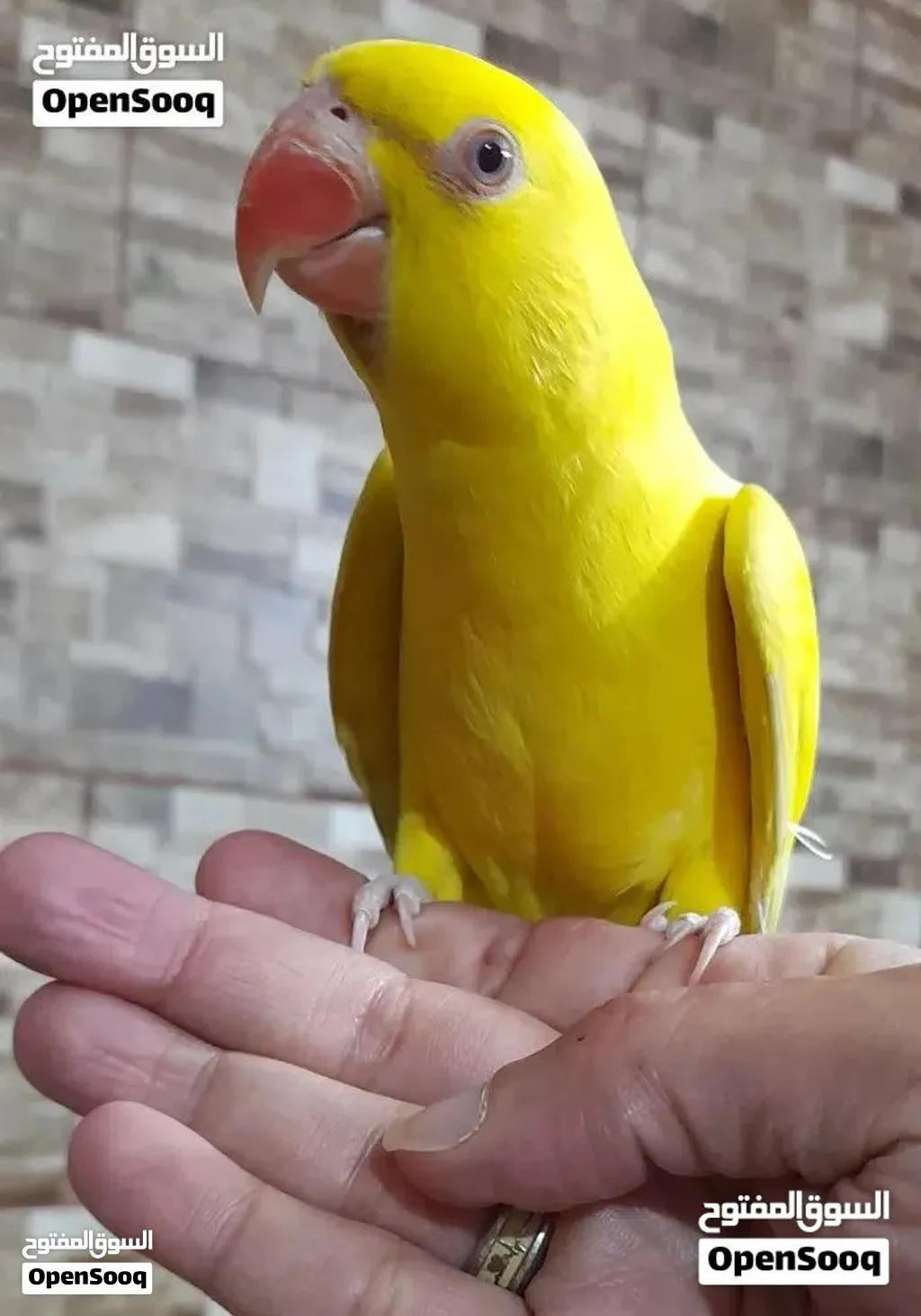 درة أصفر حجل بلدي العمر 6 أشهر