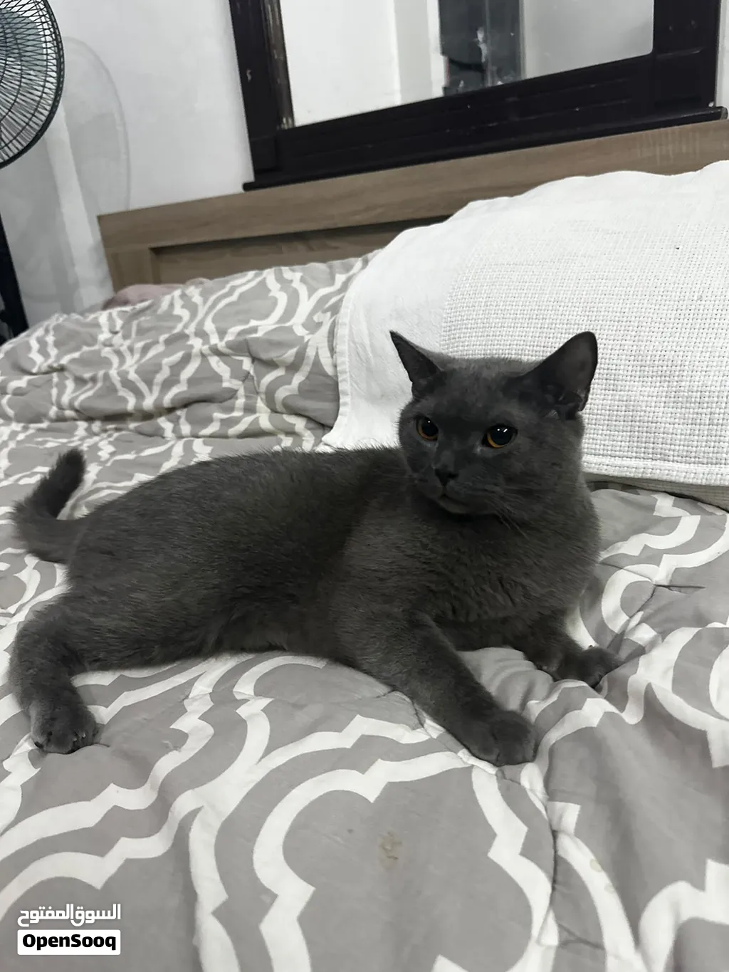 Russian Blue hypoallergenic male riyadh