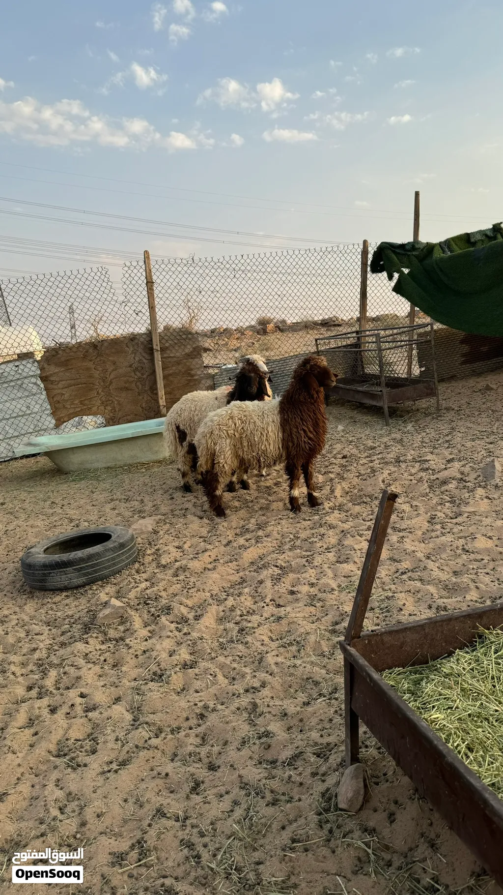 ذبايح نعيم