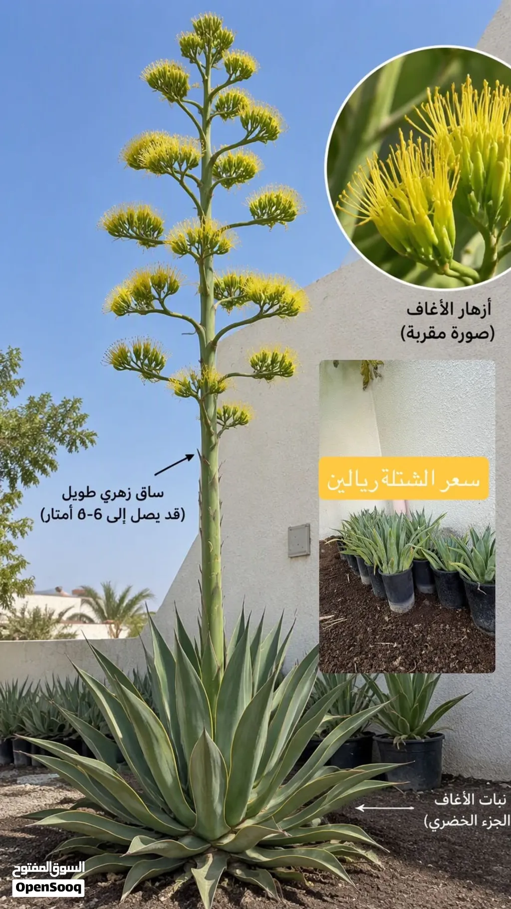 نبات الأغاف المزهر يستخدم لزينة المنزل والحديقة