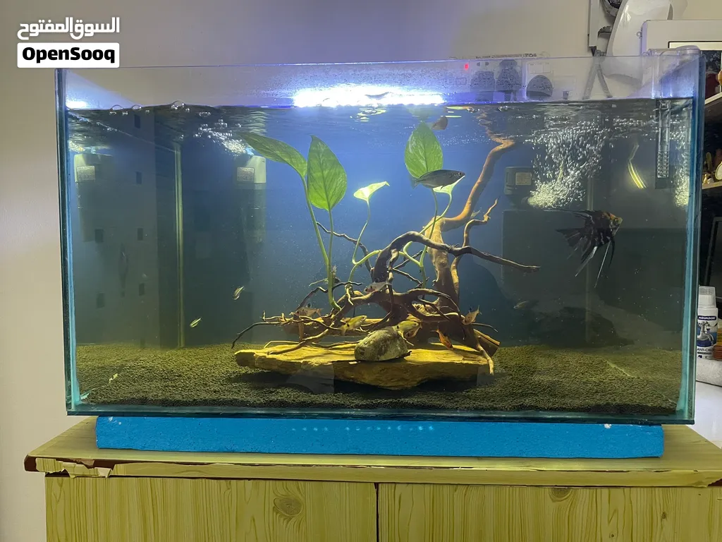 Big fish tank with fish and all accessories comes with two strong ...