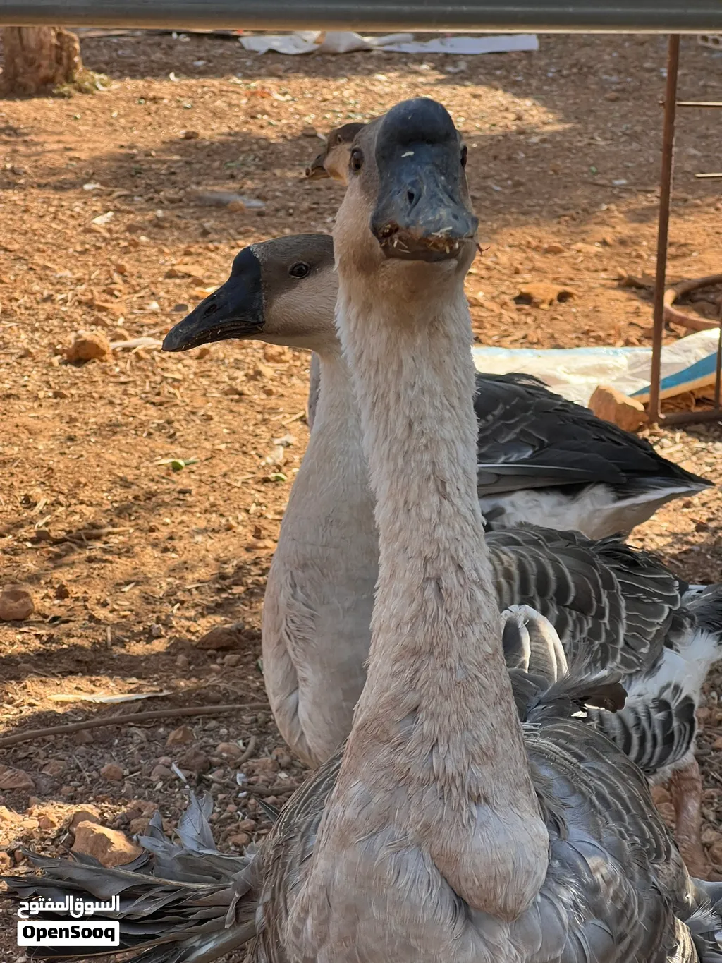 وز عملاق مشكل ألوان