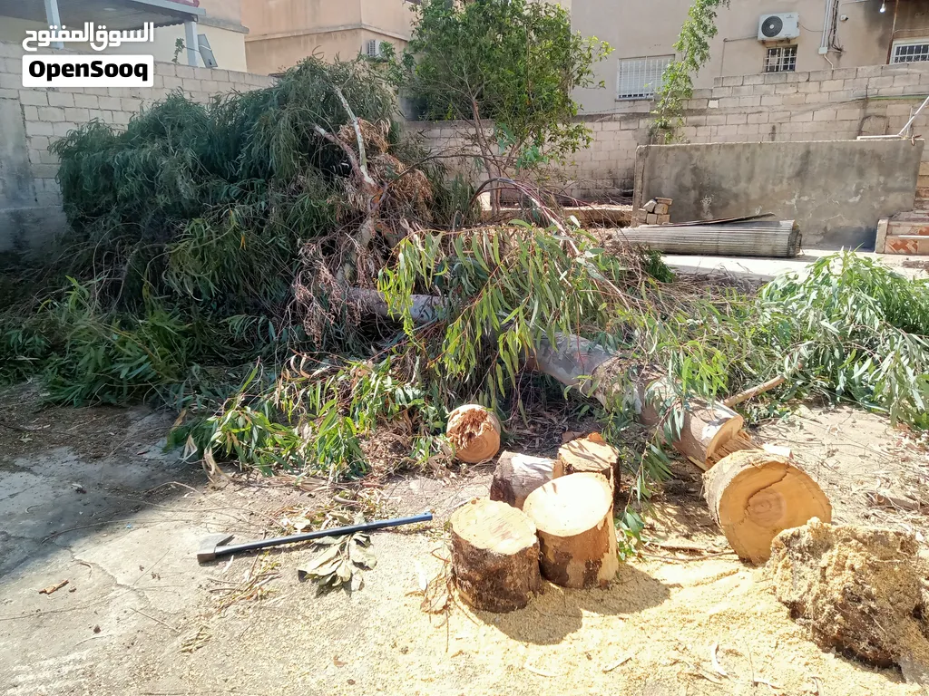 قص وتقليم الأشجار إزالة الأغصان اليابسة والزائدة تنظيف وترتيب المكان بعد العمل