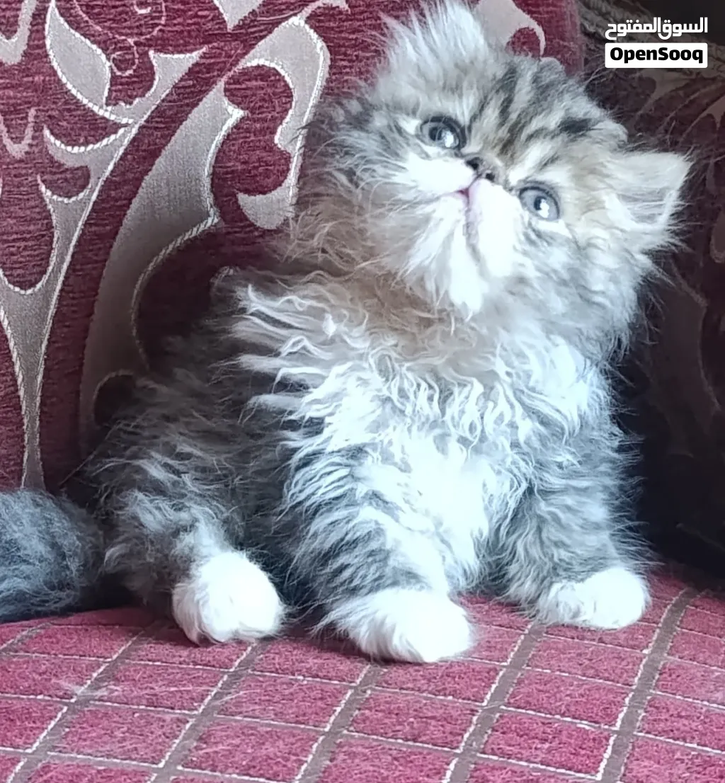 قط بيكي فيس اصول مسجله