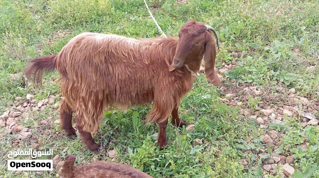ساعورة عمرها سنه ولا اي بطن بحاله ممتازه