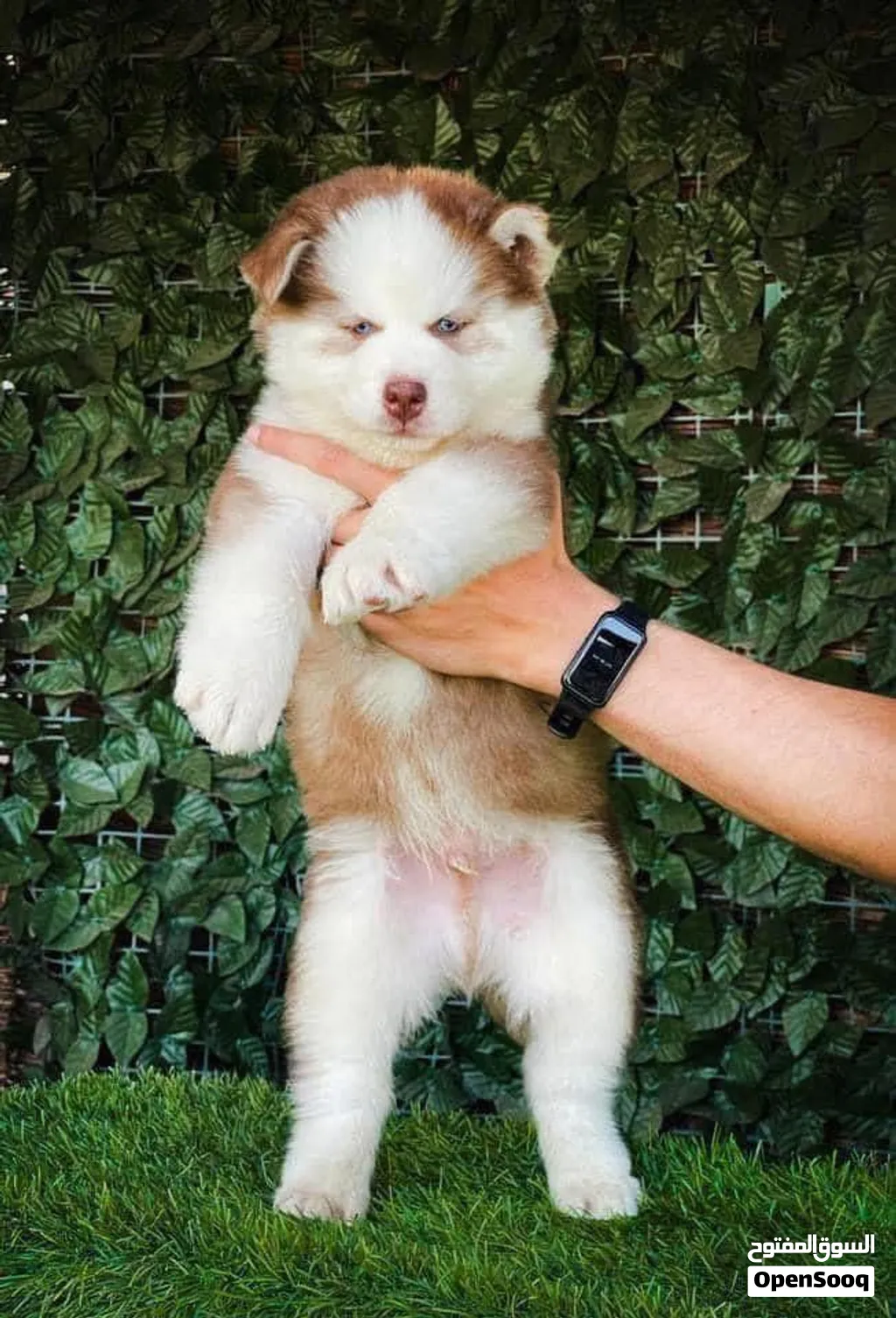 A PURE STANDARD HUSKY PUPPY IS READY FOR A NEW HOME