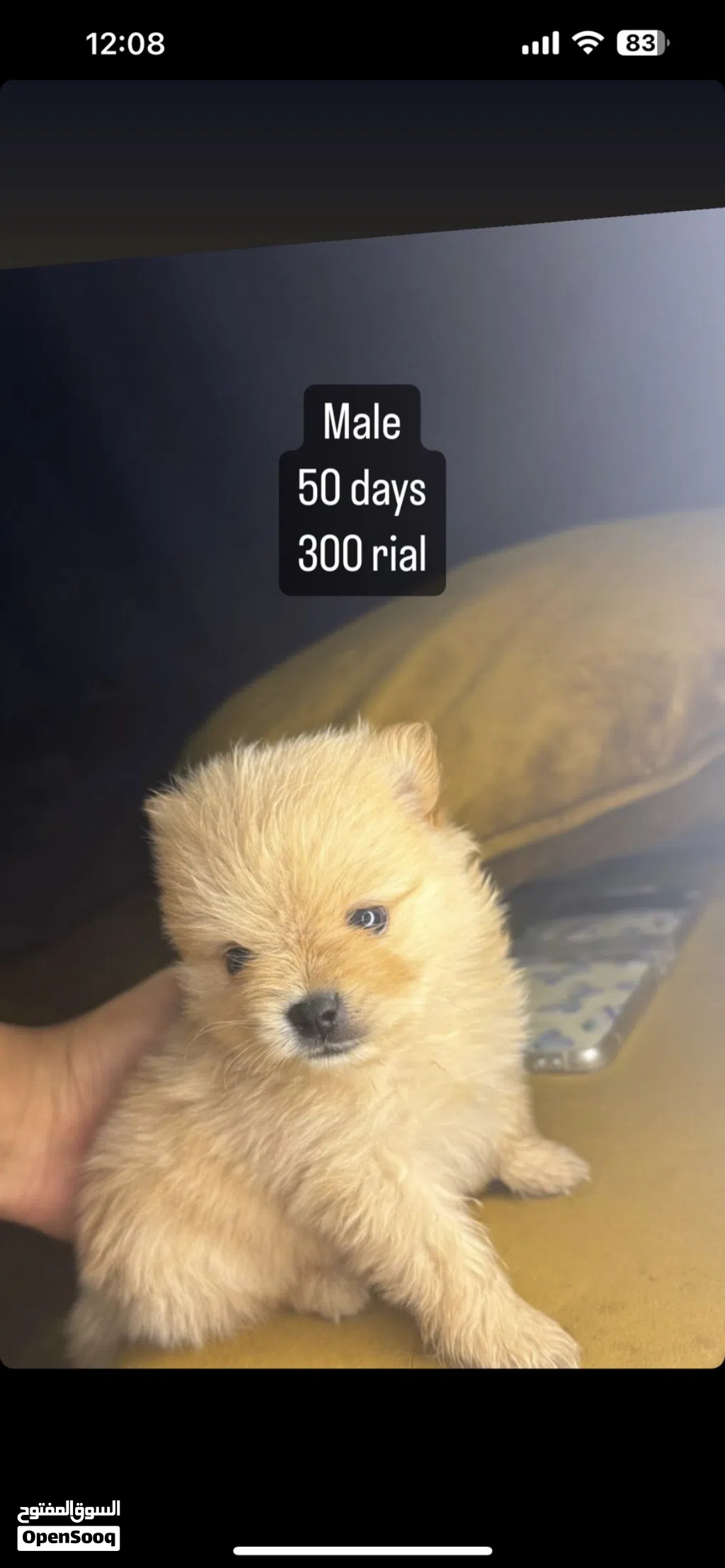 Pure pomeranian