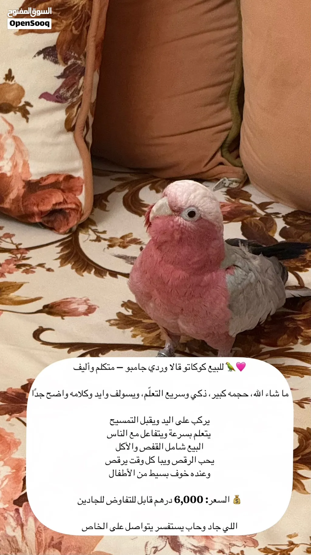 كوكاتو قالا وردي قابل للتفاوض مع الاكل والقفص وشامل التوصيل