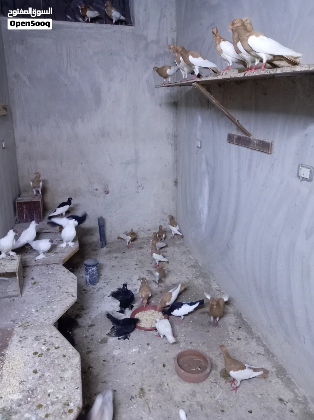 11 جوز حمام مكابي وجوز بالوني للبيع أو البدل على طيور أو دجاج زينه مقزم