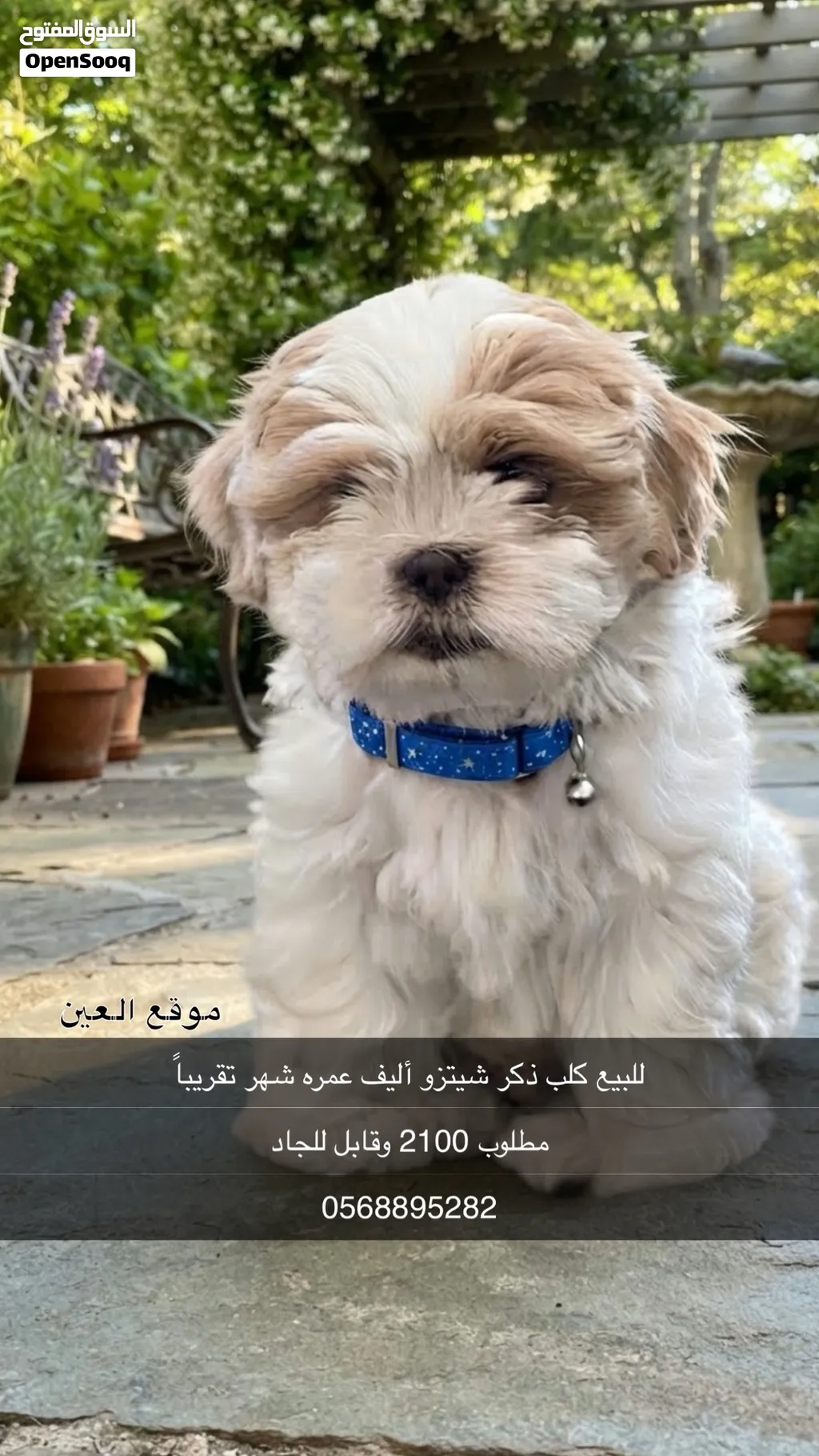 كلب شيتزو ذكر 1250 درهم