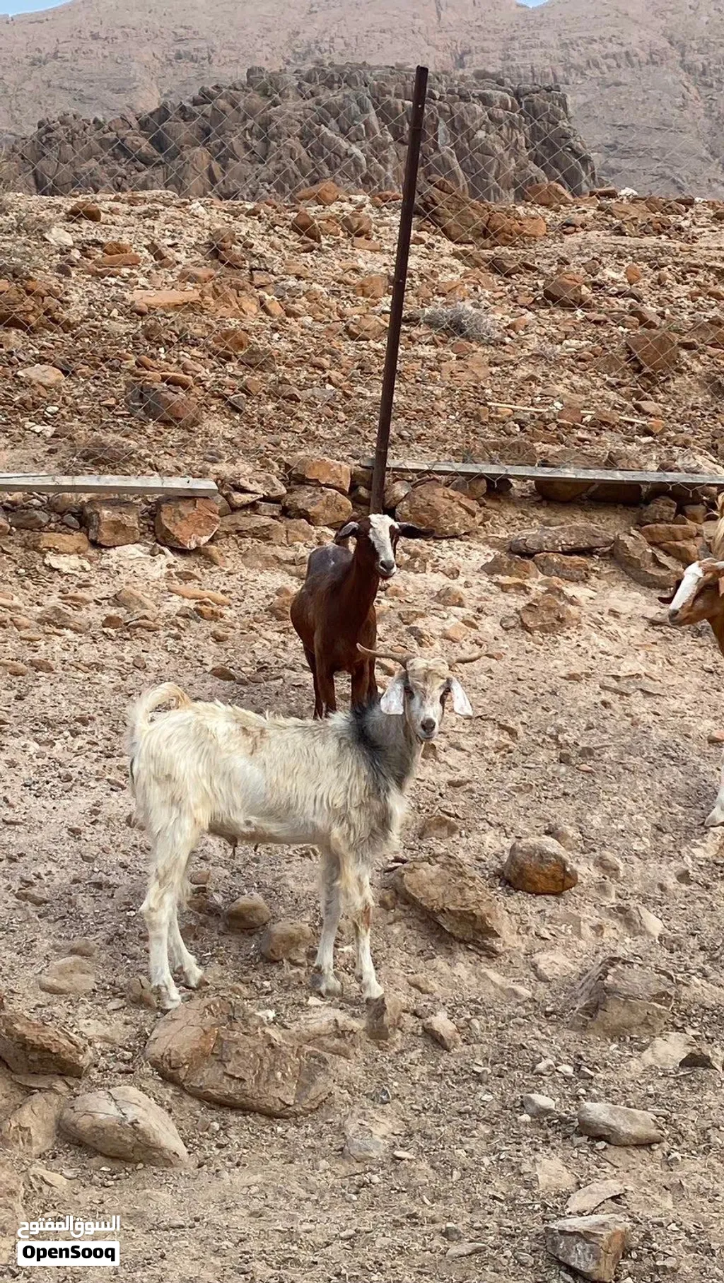 كبشين وتيس