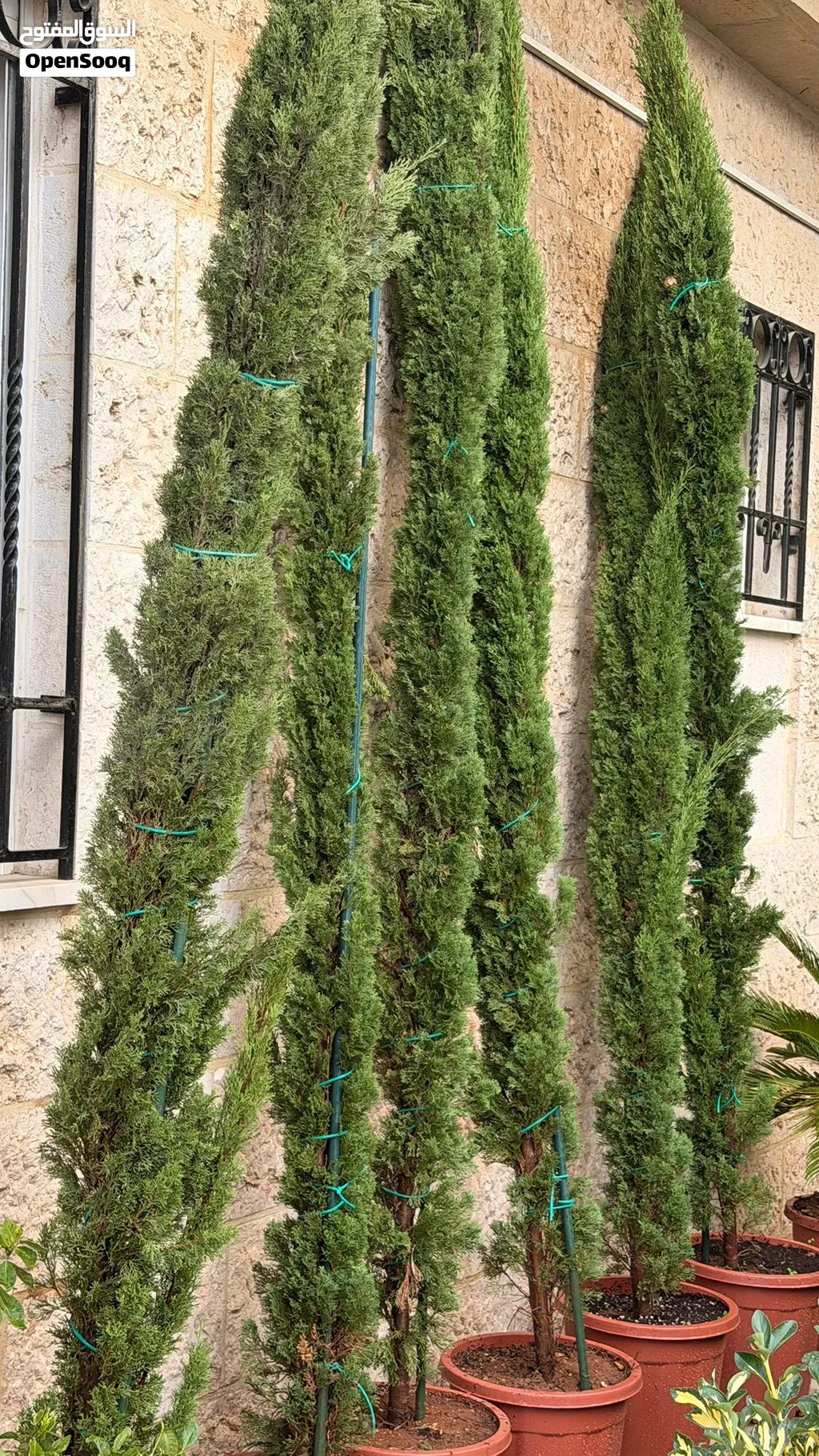 للبيع مجموعة من اشجار سرو 3 امتار واكثر لتزيين حدائق المنزل