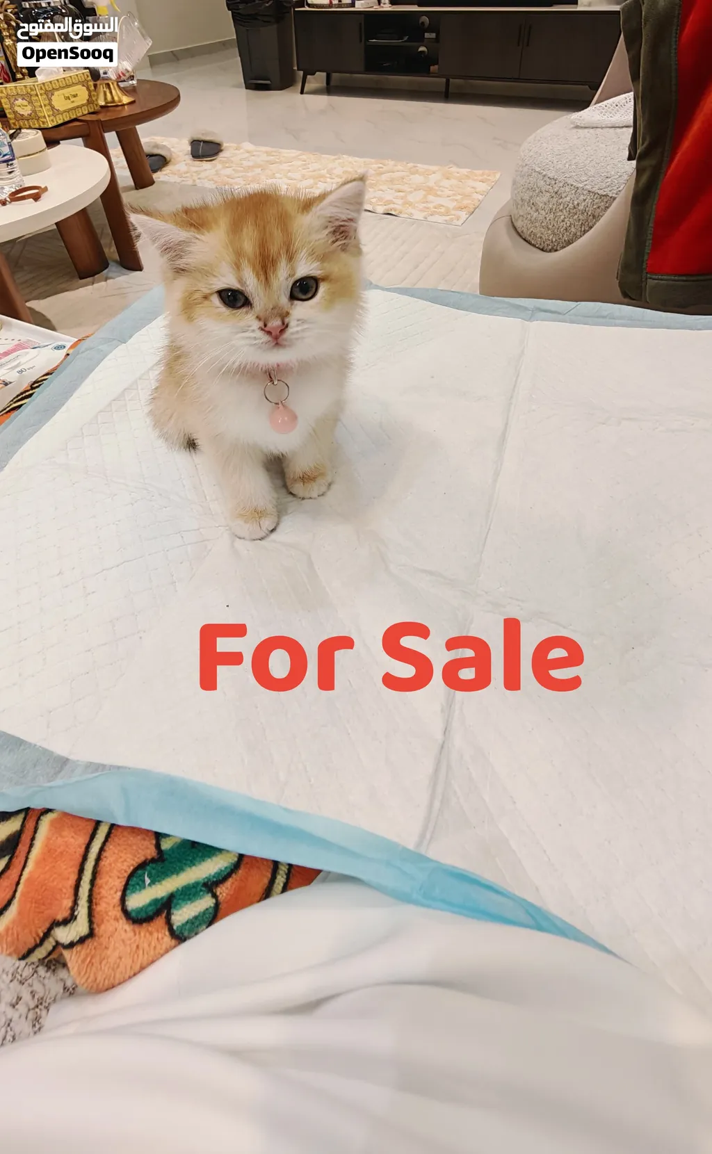 British short hair kitten NY12 قطط