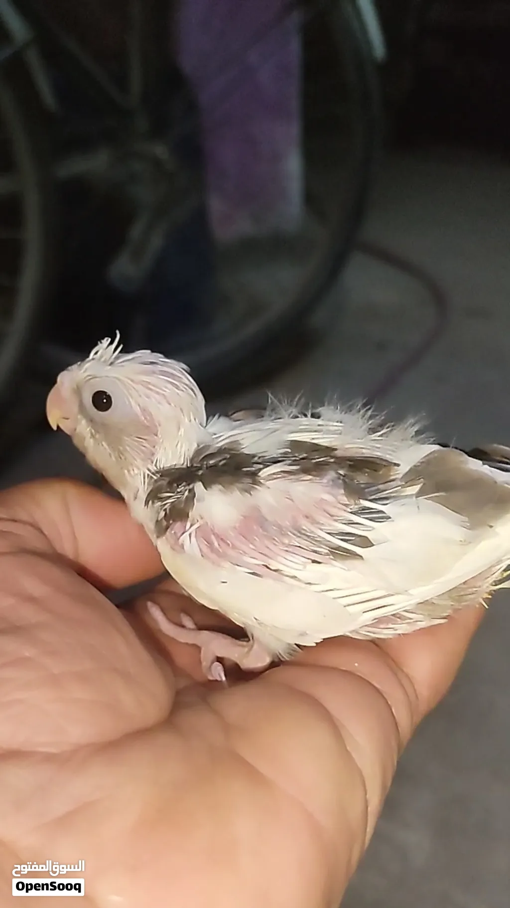 ثلاث قطع كوكتيل التفاصيل والاسعار بالشرح راسلني واتساب ادزلك فيديو الهن