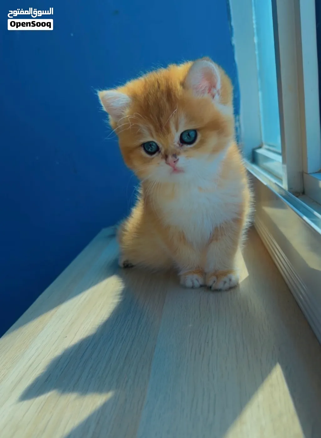 Purebred British Shorthair Kitten Blue Golden Ay12 ( rare color)
