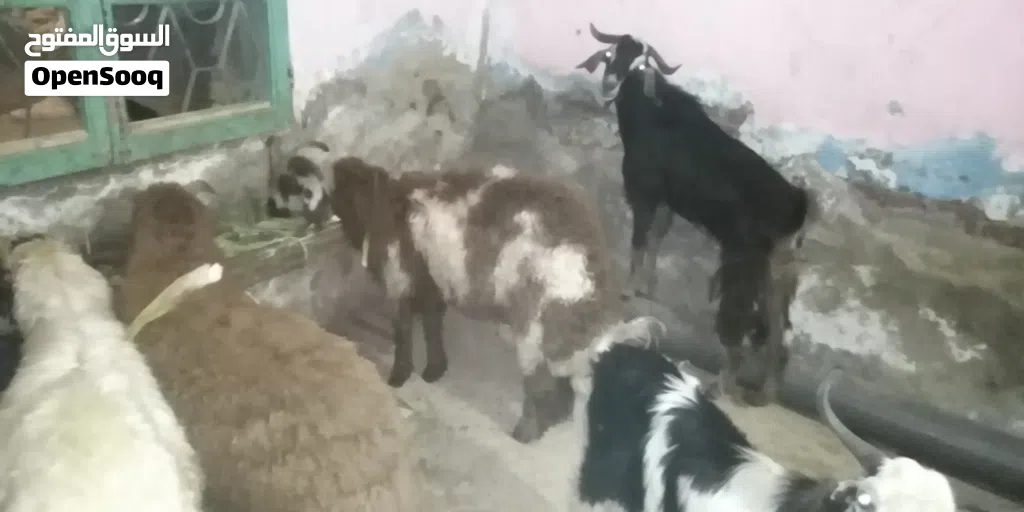 غنم برقي وغنم بلدي