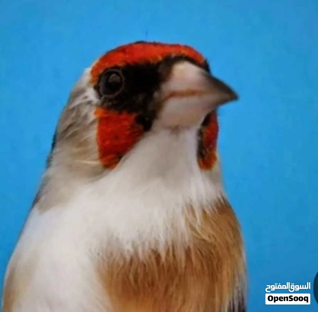 حسون شيخ حجل 25