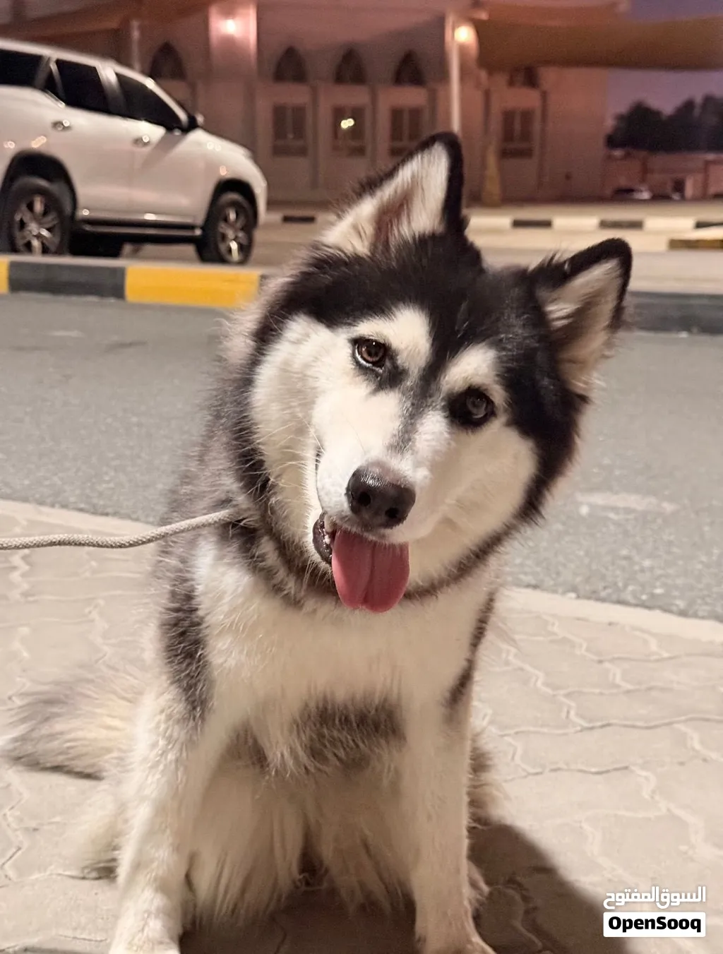 Alaskan husky