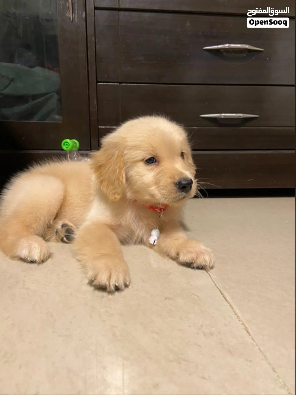 Golden retriever puppy