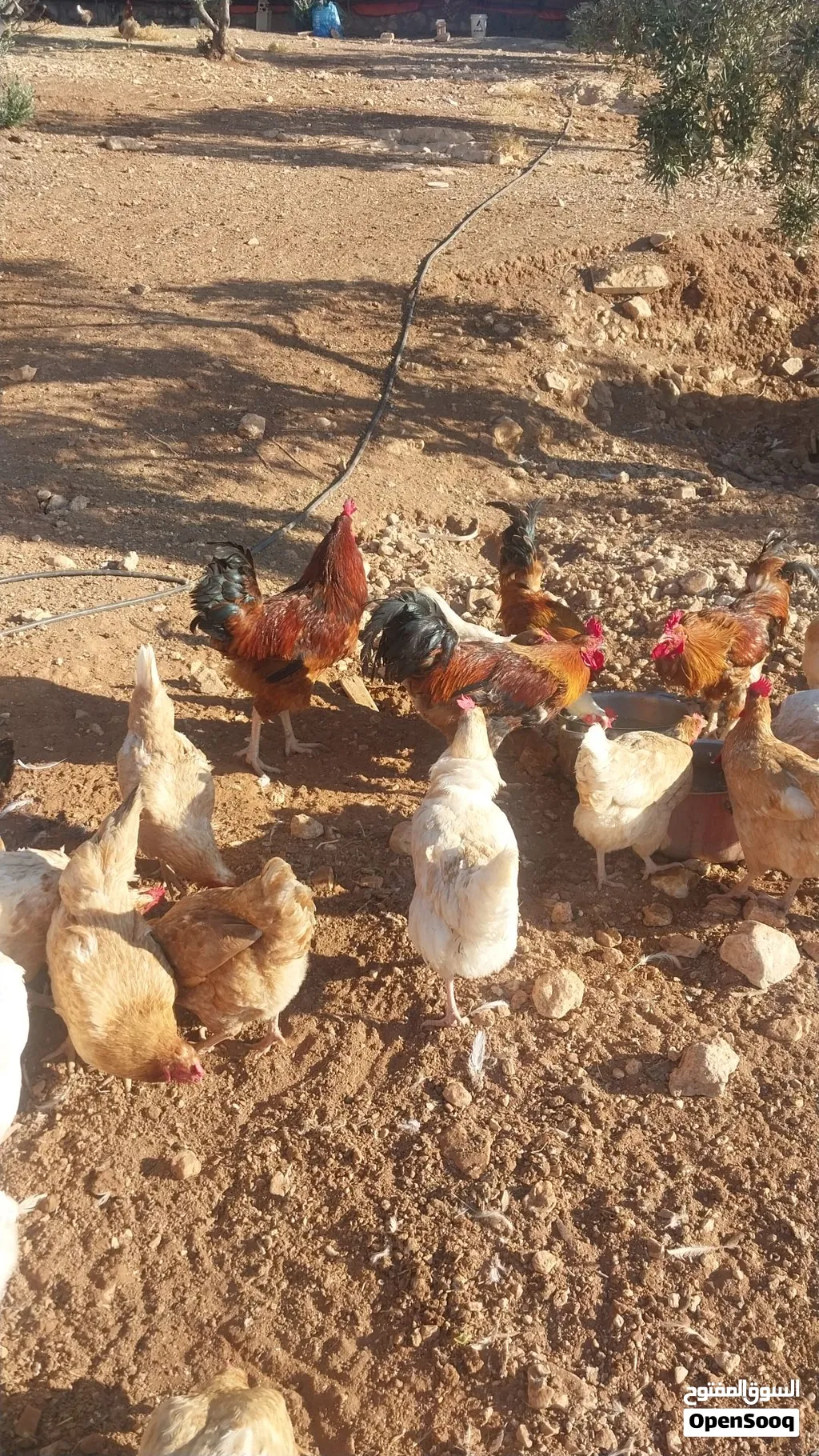 فرخات لوهمان