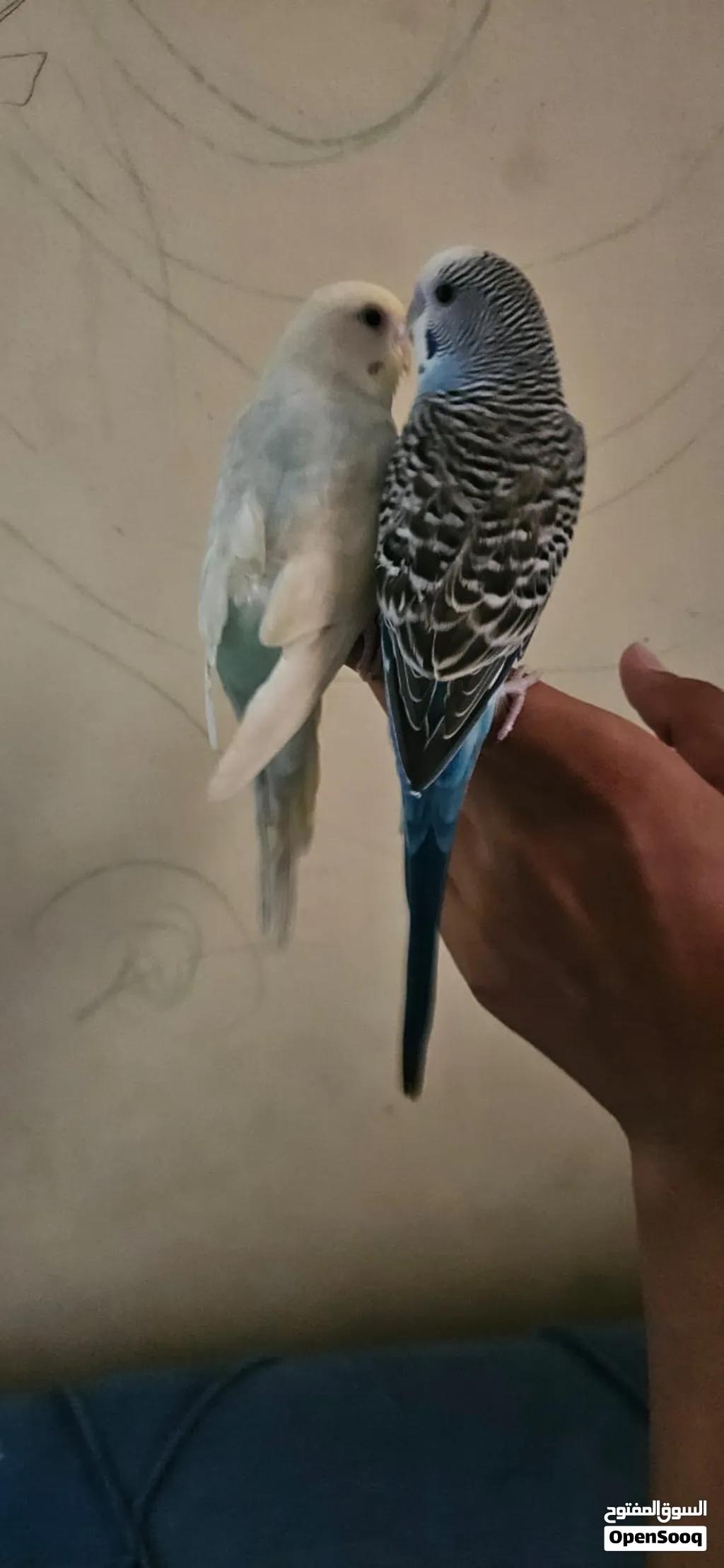 طيور البادجي زوجين من ذكر وانثى