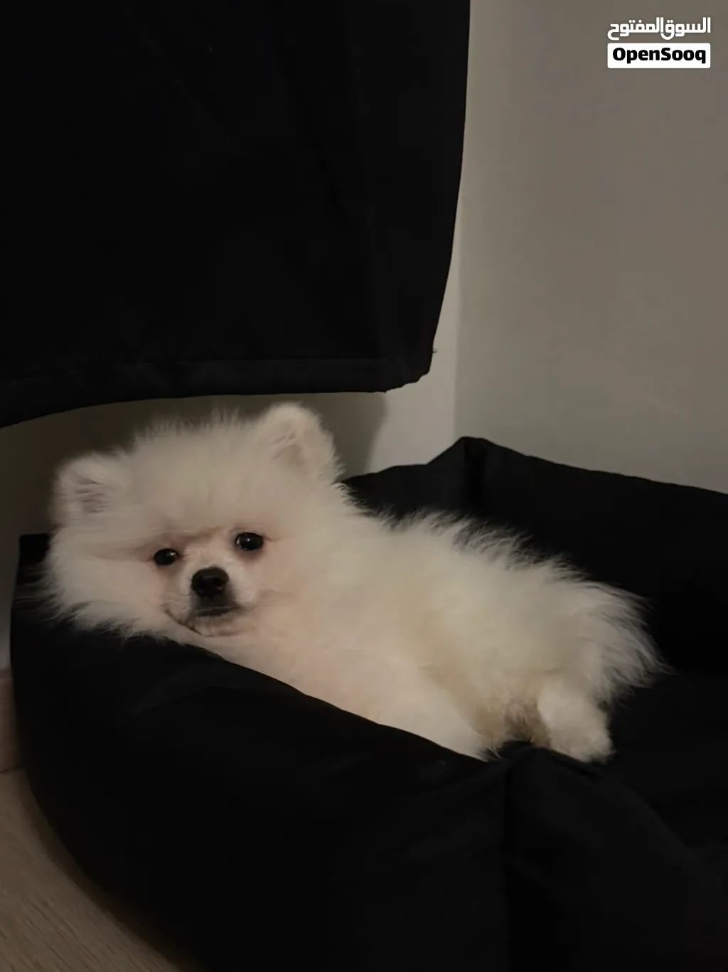 Spitz Pomeranian de 5 mois à vendre