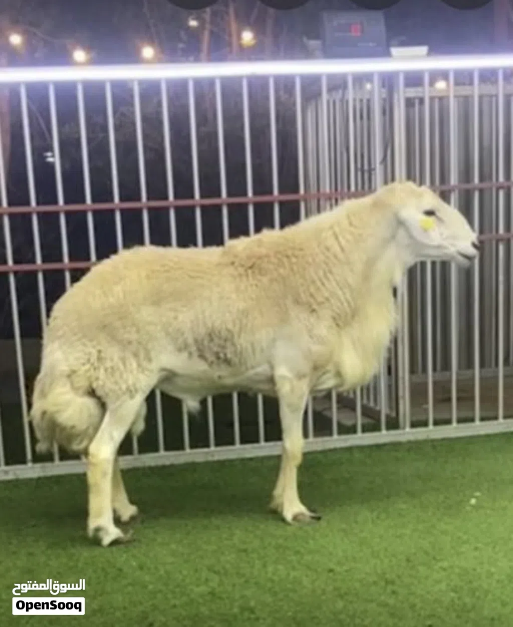 خروف حري اضحية ونعيمي