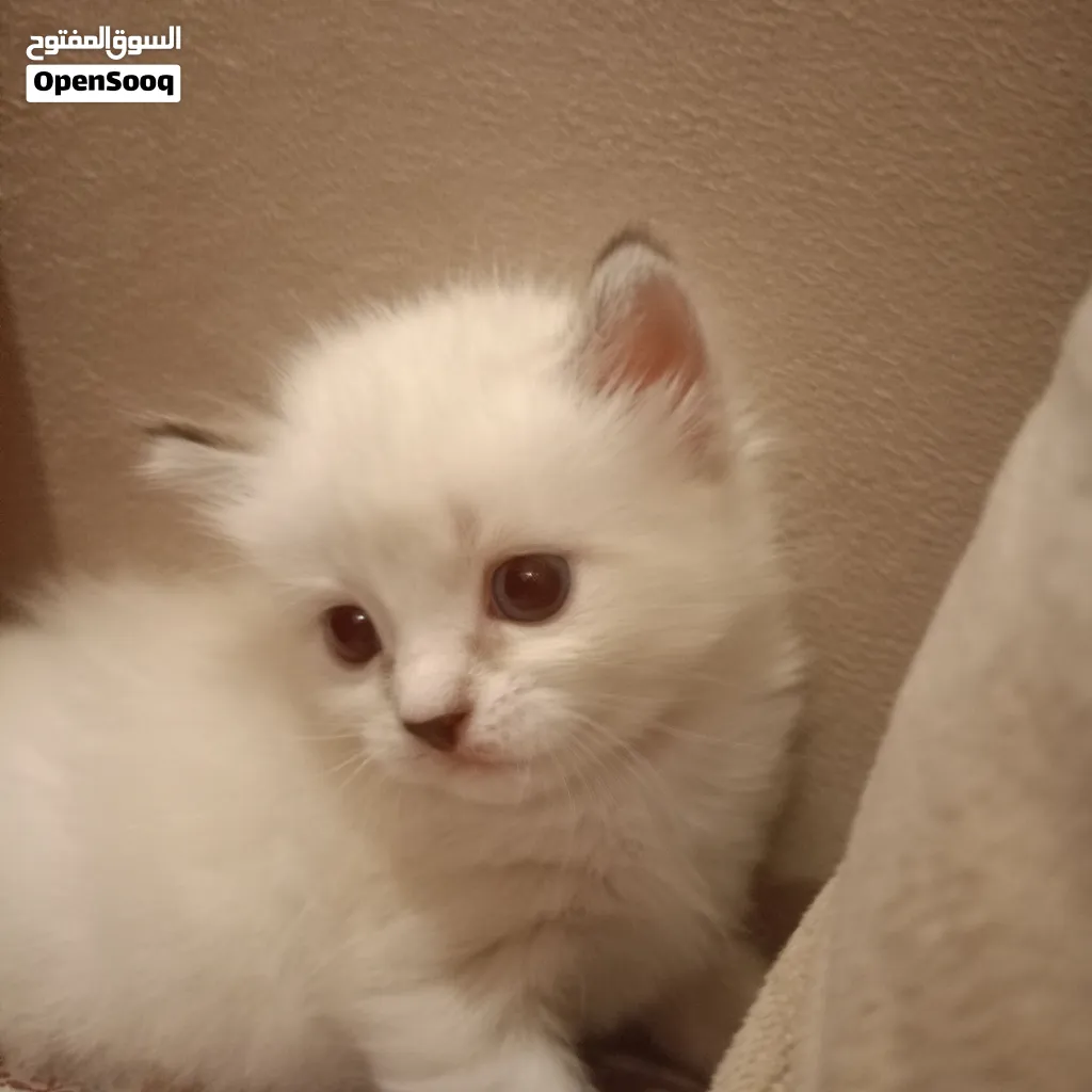 قطة شيرازي بيضاء أنثى للبيع