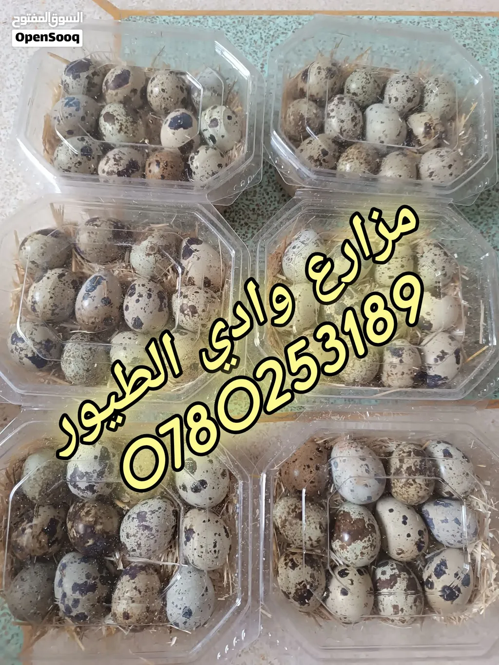 بيض فري سمان طازج للأكل إنتاج يومي بيض كبير جامبو نضيف ومعقم الباكيت عدد 24 بيضه سعر دينار ونص