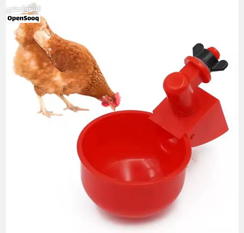*حوض ماء الطيور