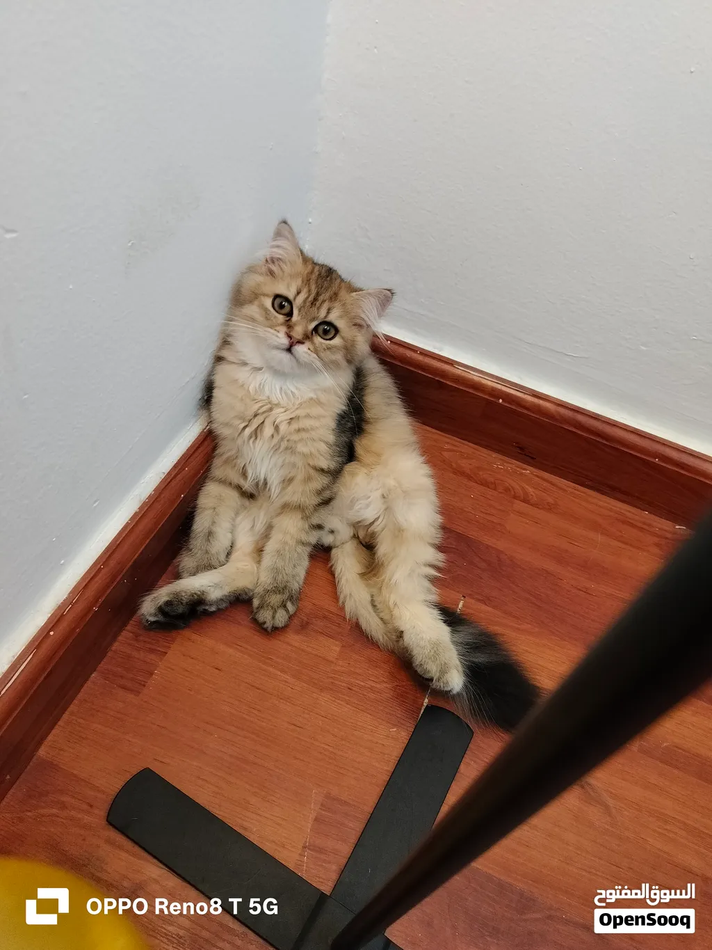 persian Mix-Male -4Months