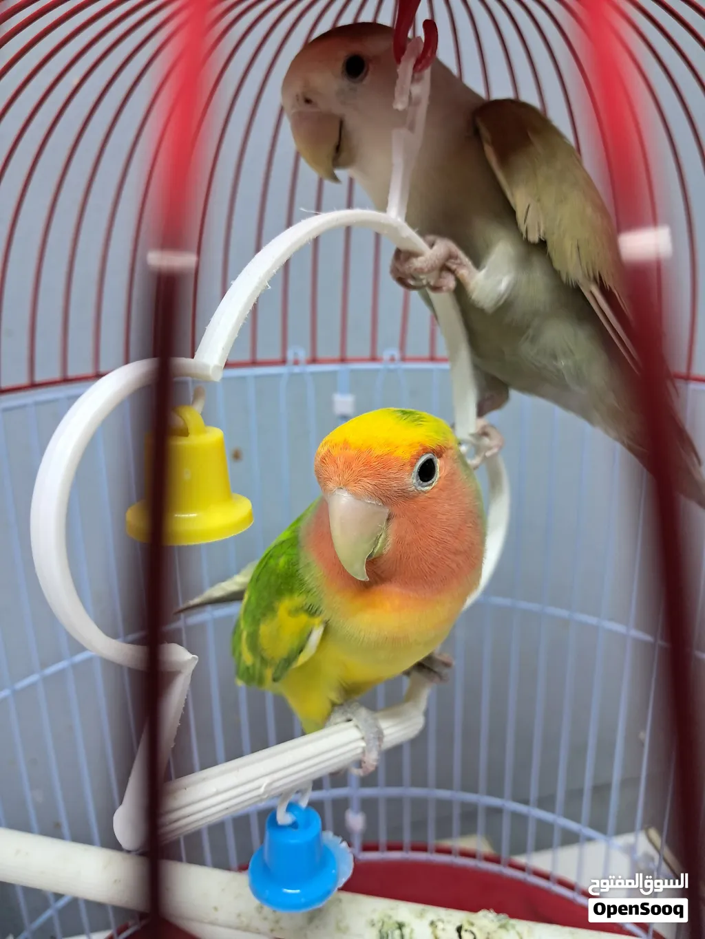 للبيع طيور لايف بيرد
