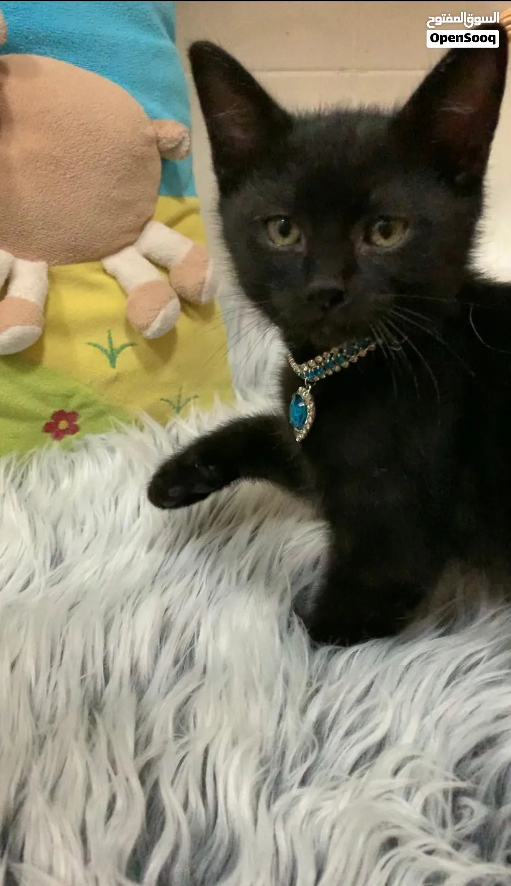 Rare Beauty Kitten