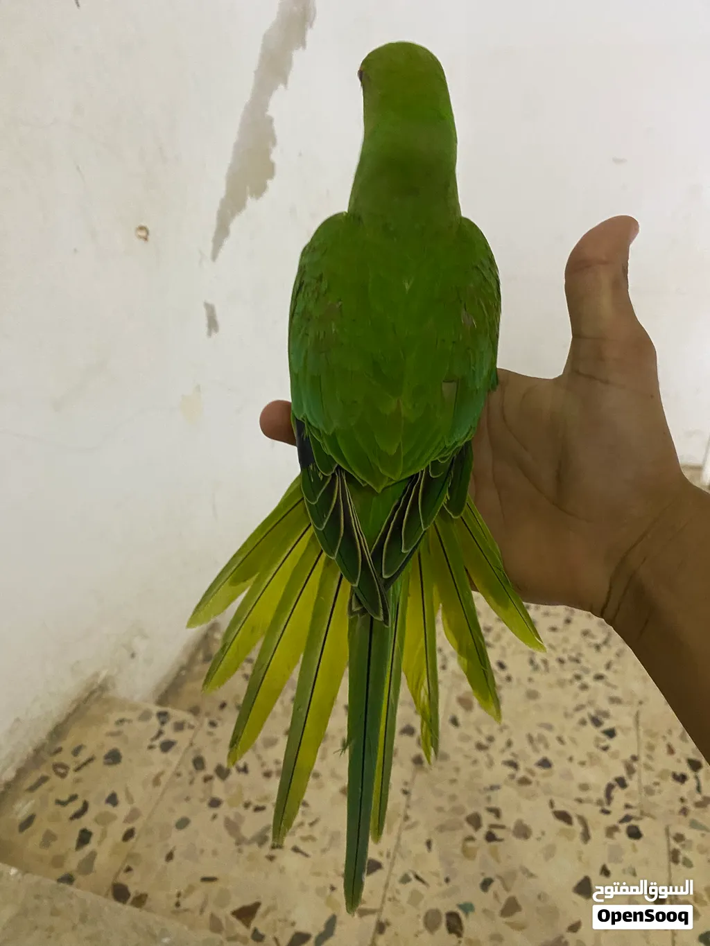 ببغاء دره هندي عمر 5 اسعر أليف ميه ب ميه بيع دون قفص او مع قفص