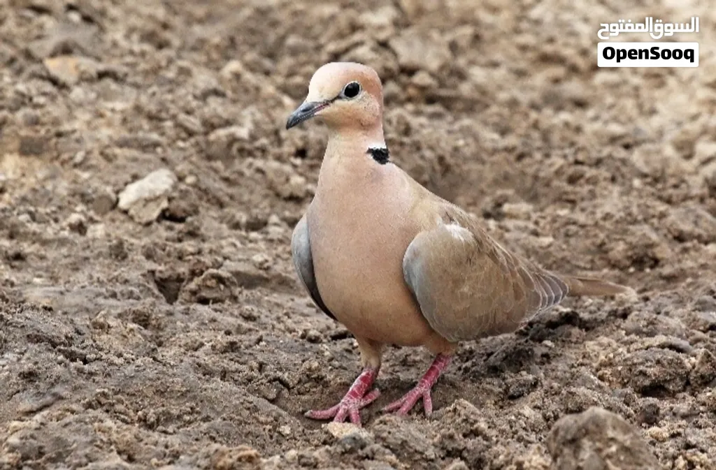 حمام عفاد بري