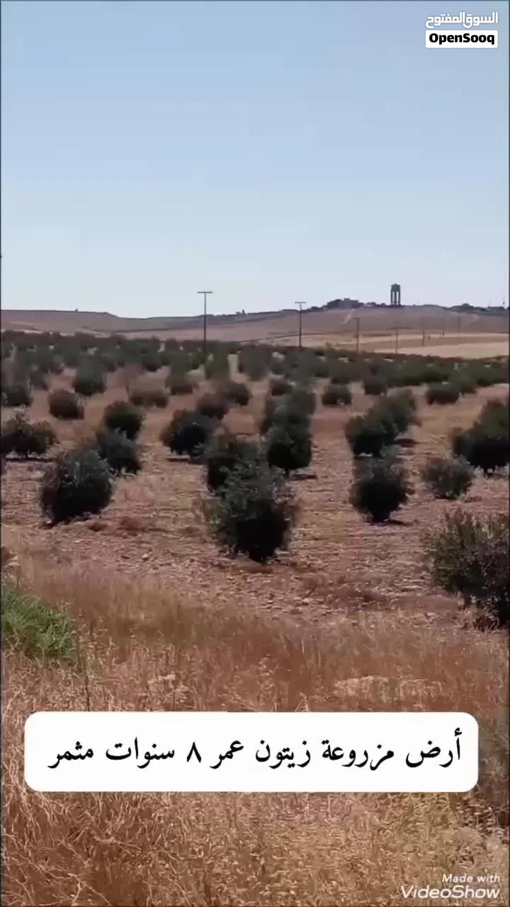 ارض زيتون 38 دونم للبيع