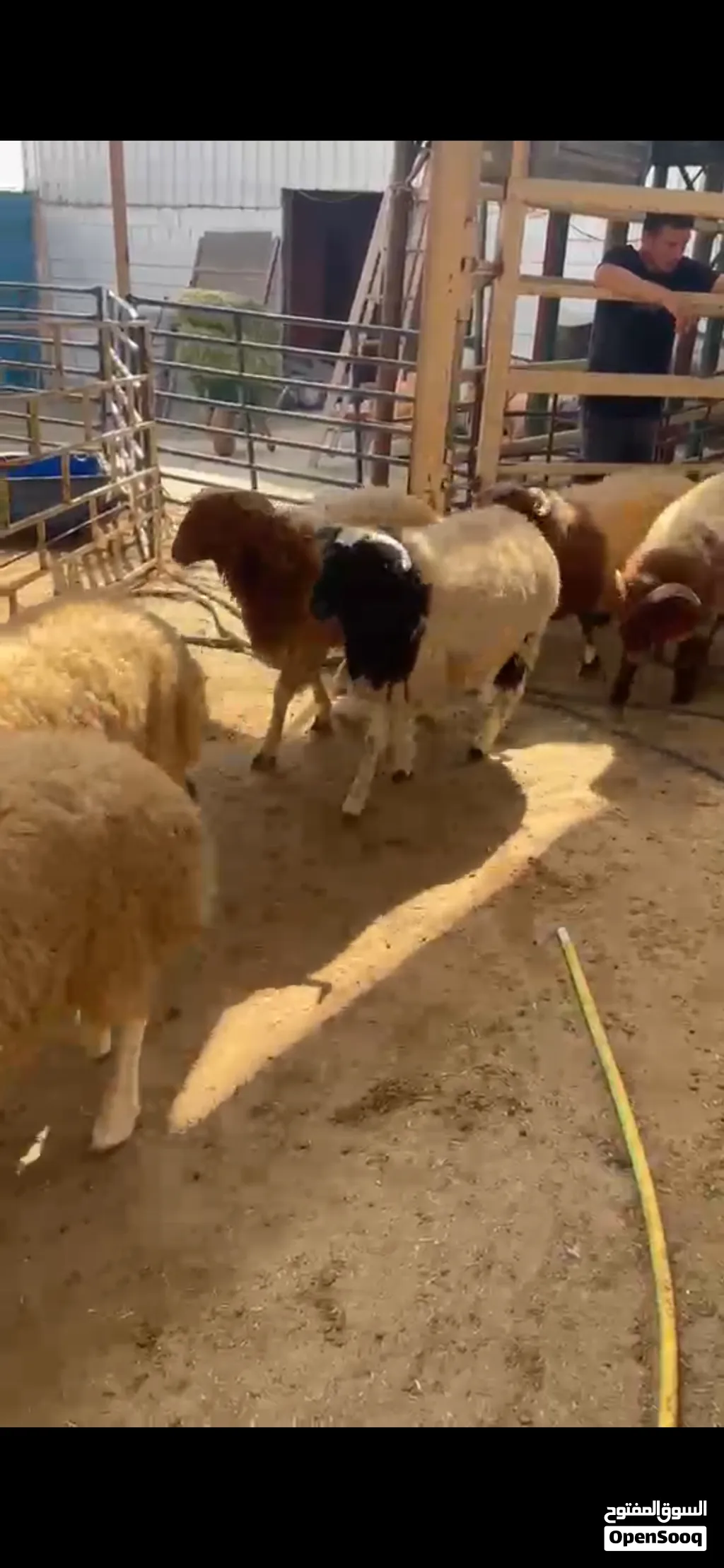 طلي نعيمي فاخر شي يجمل لجميع المناسبات
